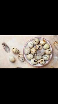 Бөдене жұмыртқасы, Перепелиные яйца. 35 тг
