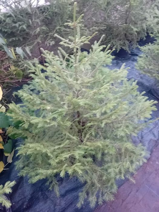 Продавам живи саксий с елхи коренната система 2 годишна която ще за