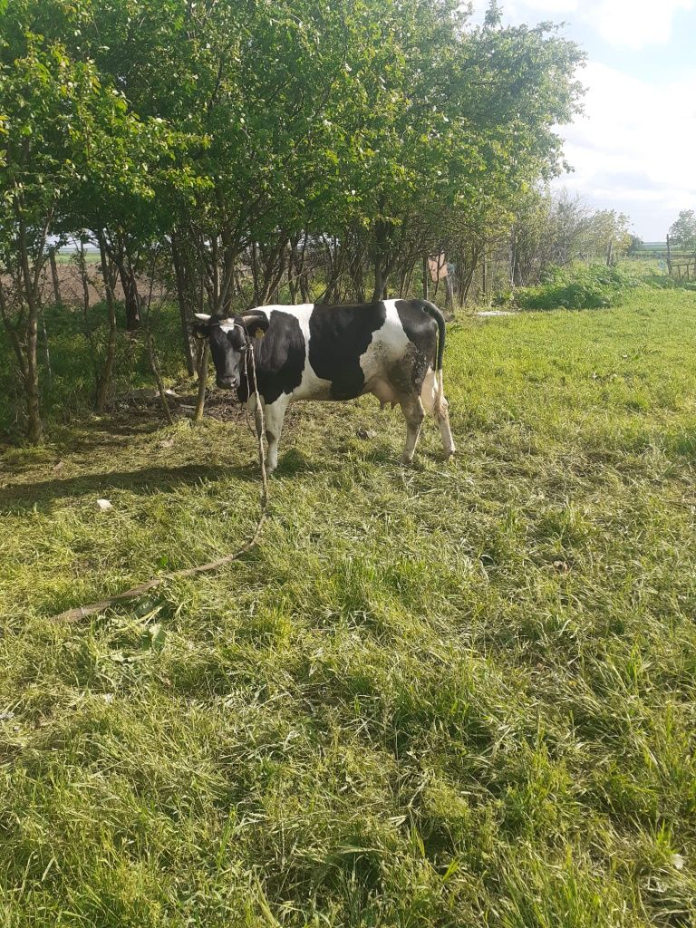 De vânzare în Negru Vodă