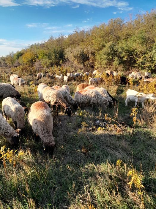Vând oi și capre