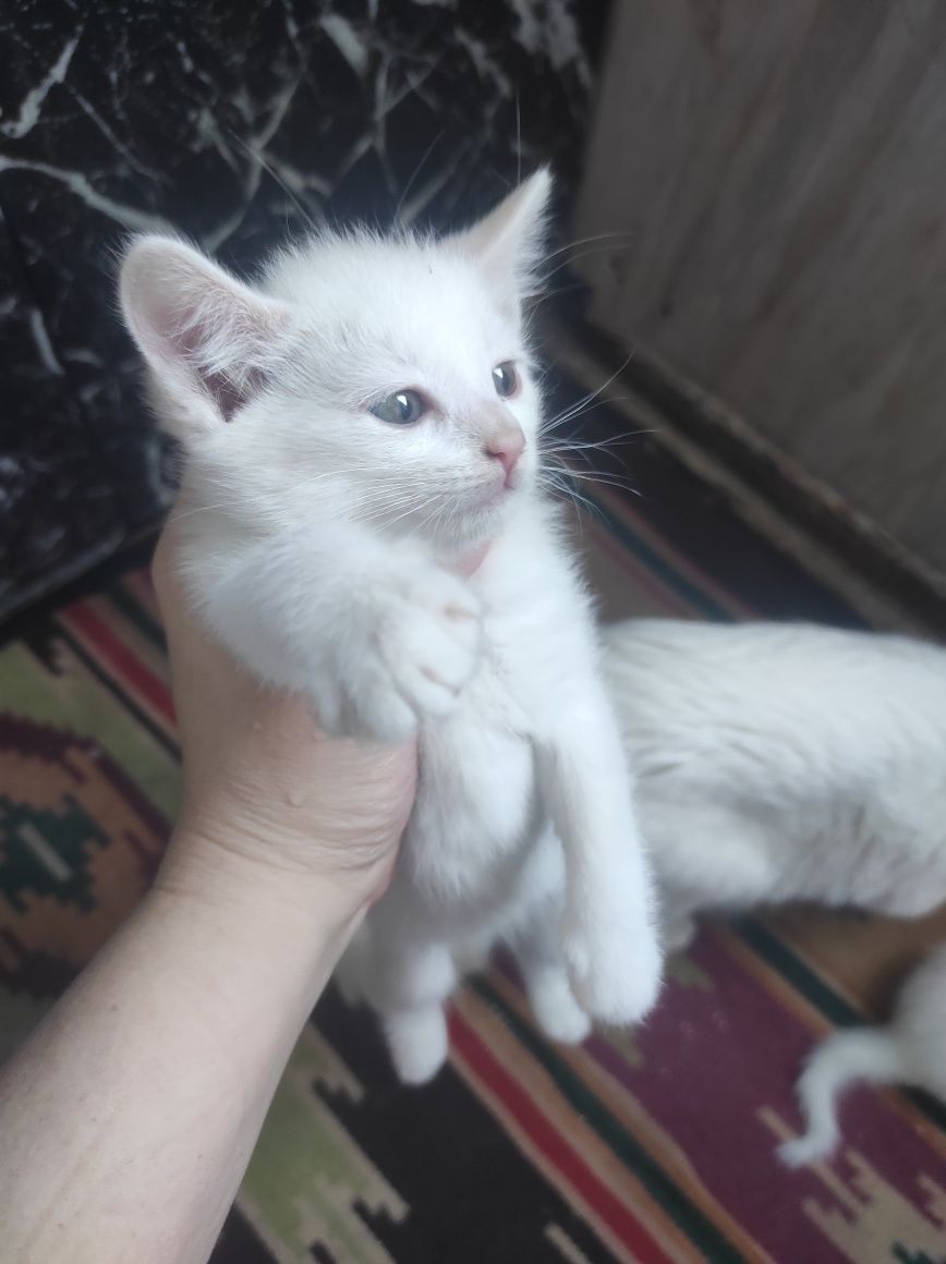Отдам котят в хорошие руки!