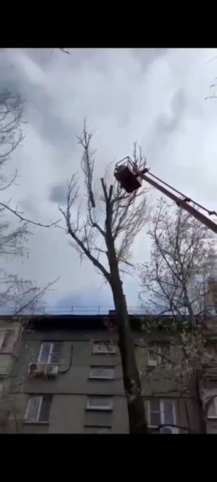 Спил Деревьев Алматы и область