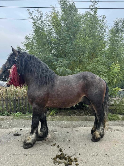 Vand armasar de 8 ani