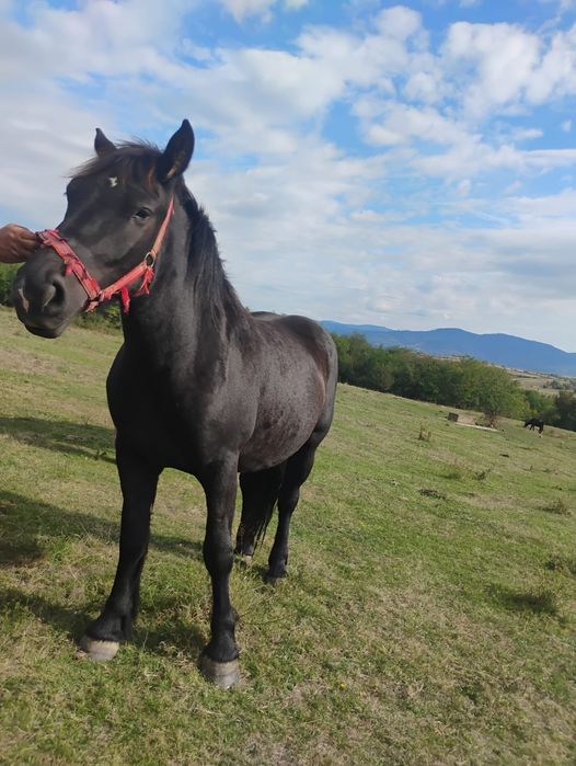 Vând manză, de doi ani învățată la căruță din părinți buni