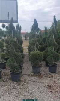 Plante ornamentale aclimatizate cu balot si rulou de gazon