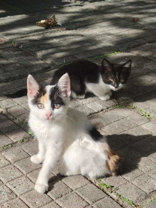 Подаряват се малки котенца