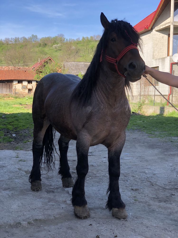 armasar greu de 5 ani lucrat la padure jud cluj