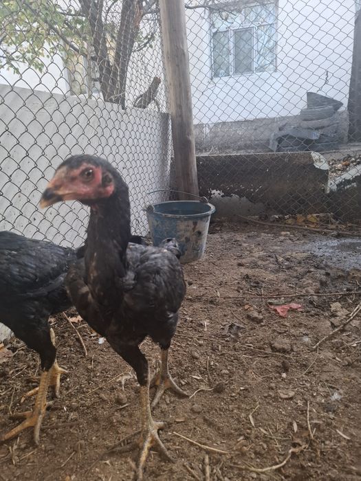 Дакан шөже тауық сатылады 1 қораз 4 тауық