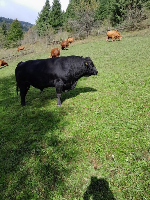 Vând taur rasa Angus
