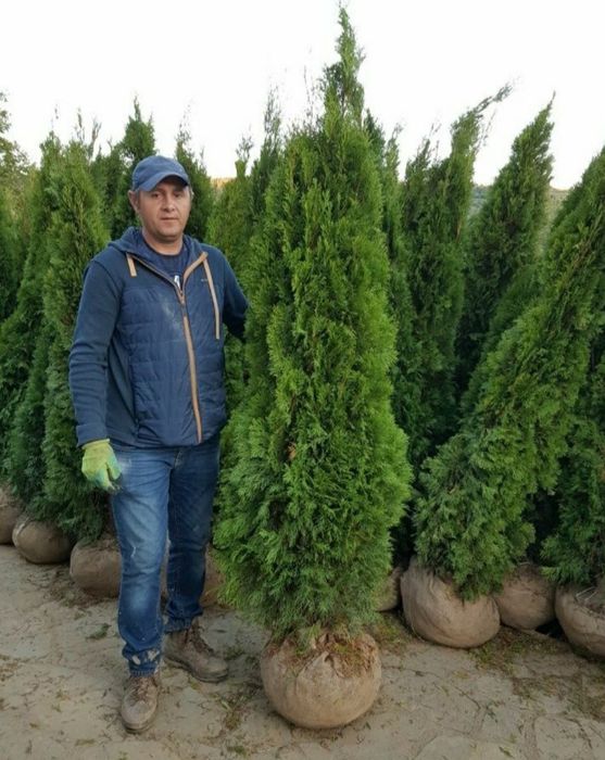 Tuia scosi din pepeniera proprie/ thuja occidentalis columnaris. Gazon