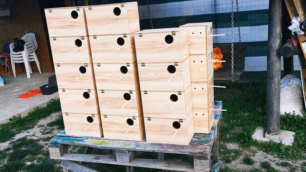 Cuiburi peruși kakariki cântărtori