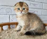 Scottish Fold Chincilla Golden