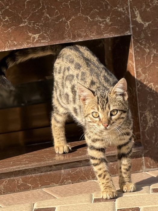 Продается чистокровный бенгальсикй котенок