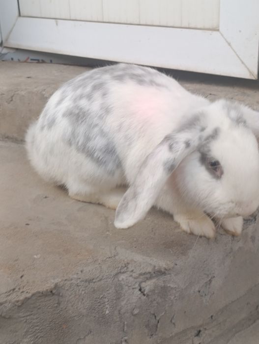 Fransuz baran 7 oyli erke.