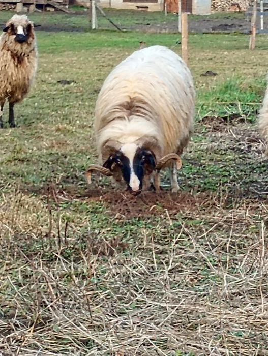 Berbec mior de vânzare