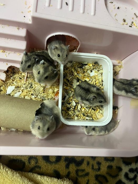 Хомяки джунгарские