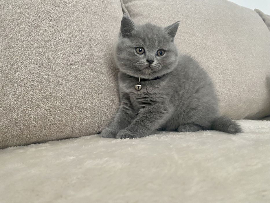 Pui british shorthair
