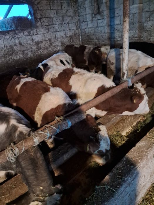 Vând 12 taurasi media 260kg