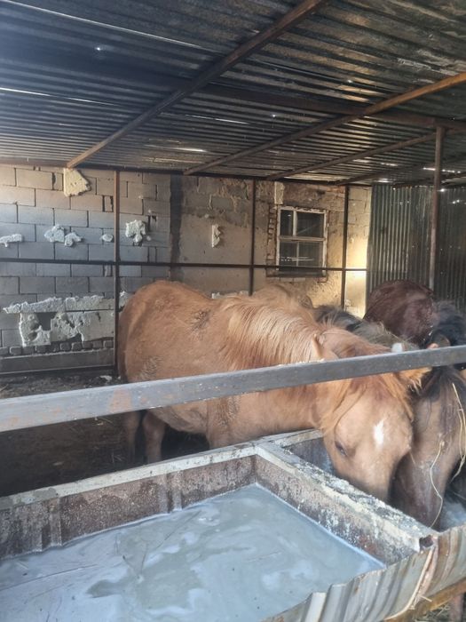 Тай. Кунан. Байтал сатылымда. Откорм