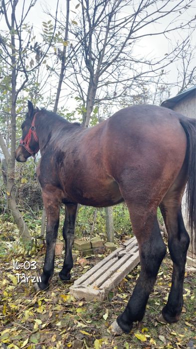 Vând mânz de 2 ani‼️‼️