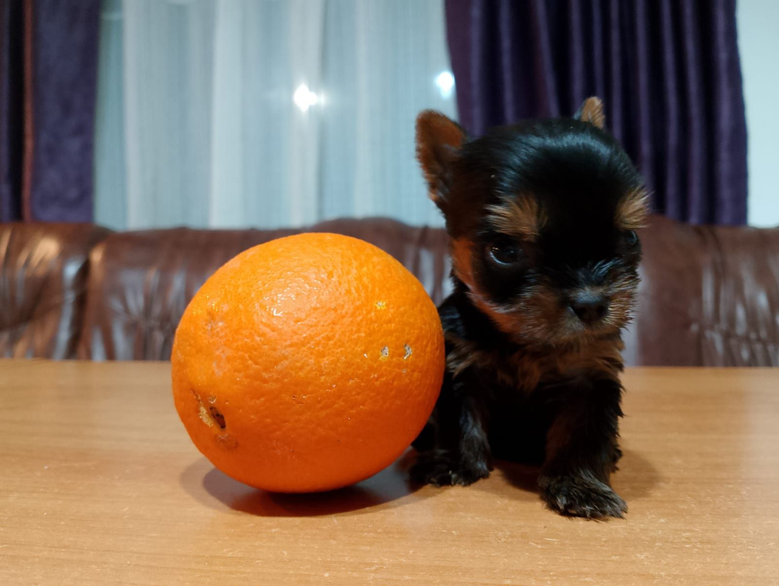 Fetiță Yorkshire terrier