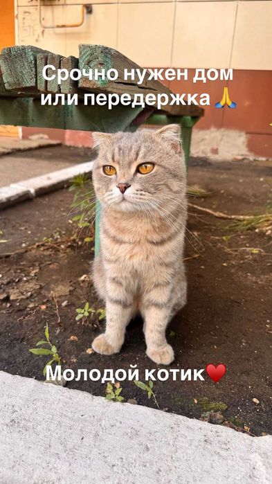 Молодому коту нужен дом или передержка. Срочно!