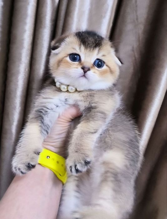 Продаются шикарные котята породы Скоттиш фолд