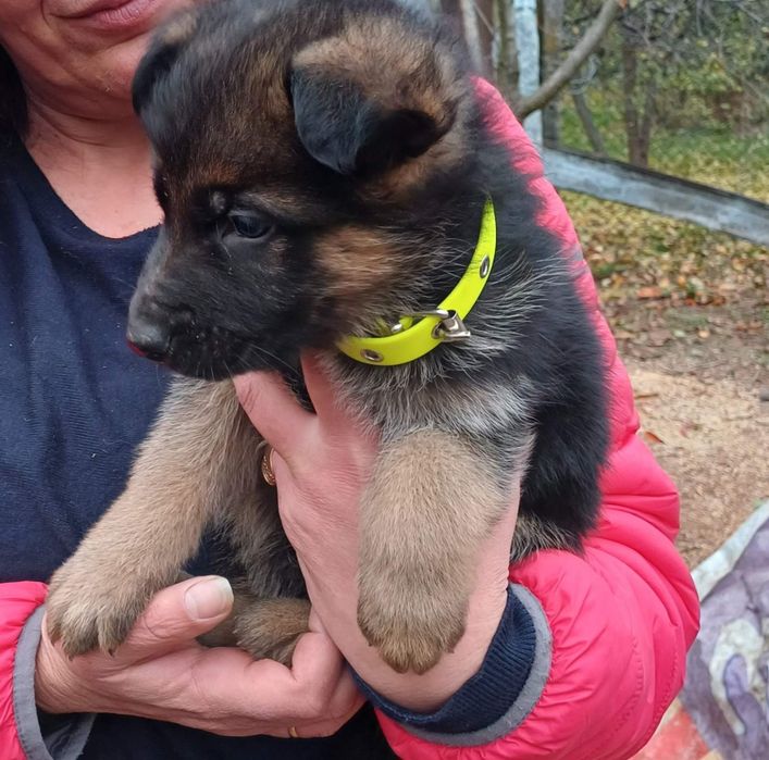 малко куче Немска овчарка