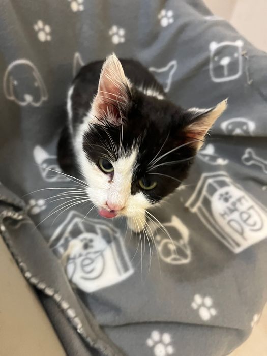 Подарявам бяло малко любвеобвилно котенце