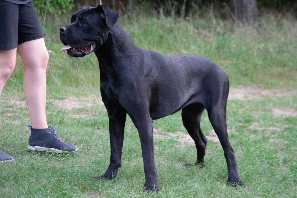 Cane corso 17 luni