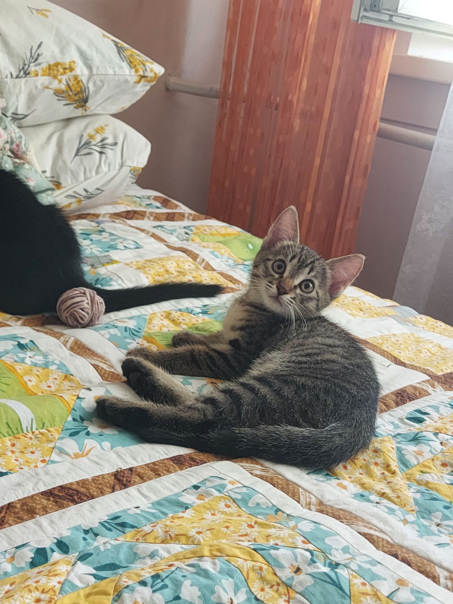 Котята,  2 месяца , в добрые руки