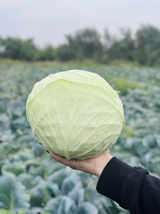 Varza de toamna cu frunza subtire