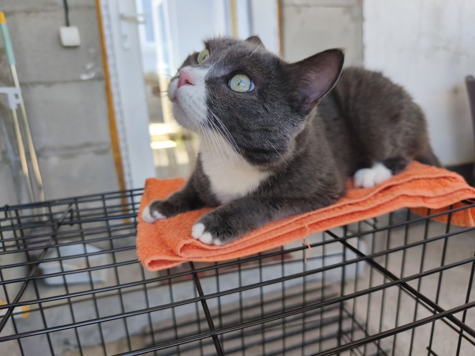 Котик Мультик в поиске дома