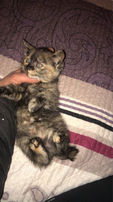 Отдам котенка бесплатно