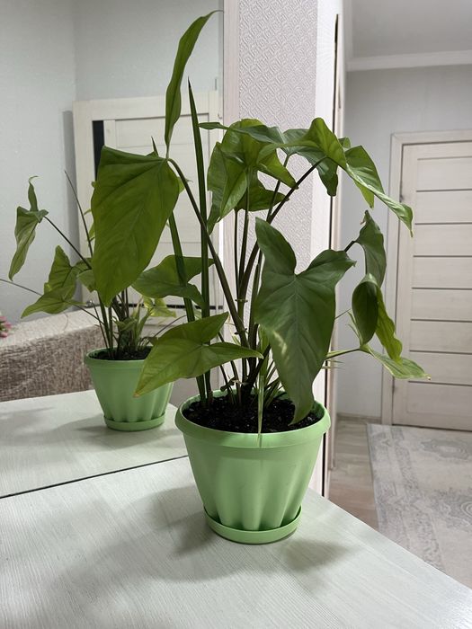 Комнатние растения