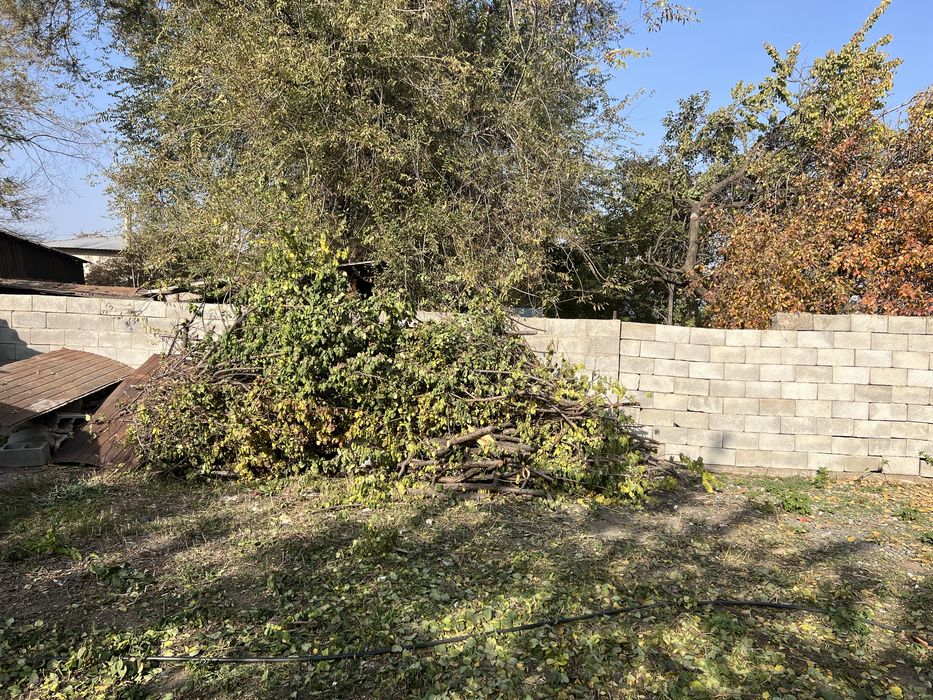 Дрова бесплатно