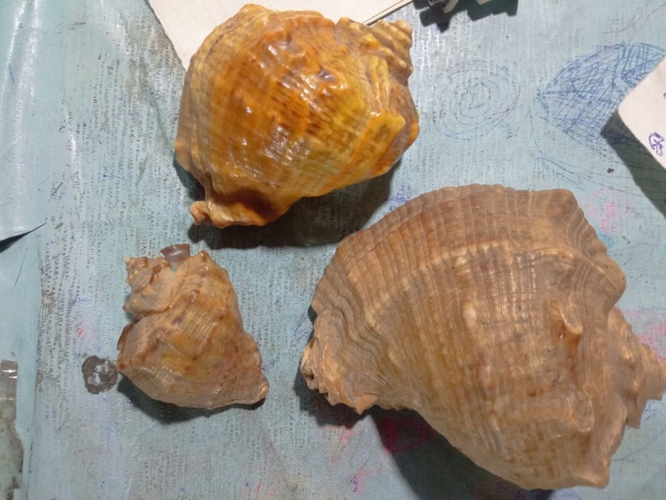 Ракушки натуральные