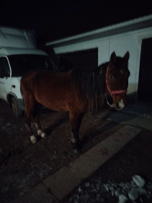 Продам коня 12 лет, обученный