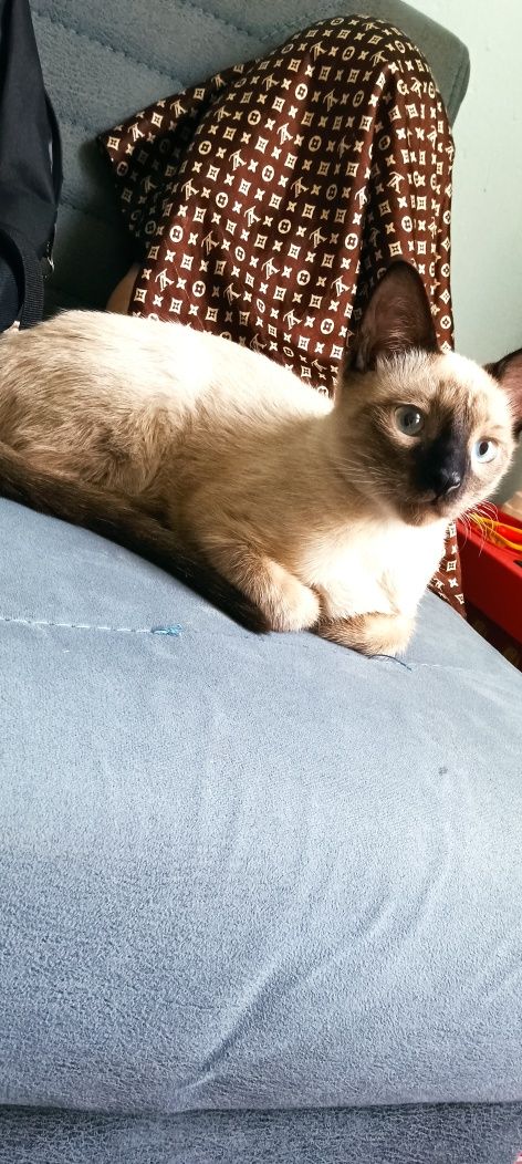 Отдам даром котенка. mushuk mehrli qóllarga, tekinga