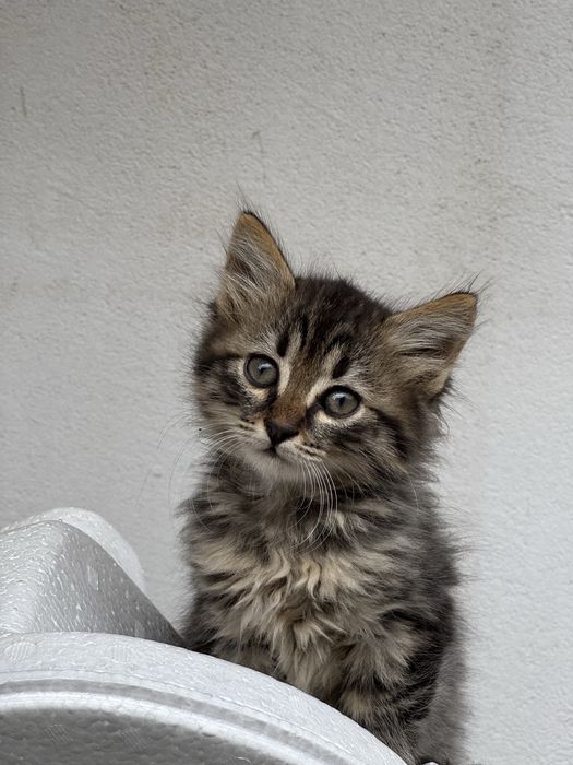 Подаряват се котенца