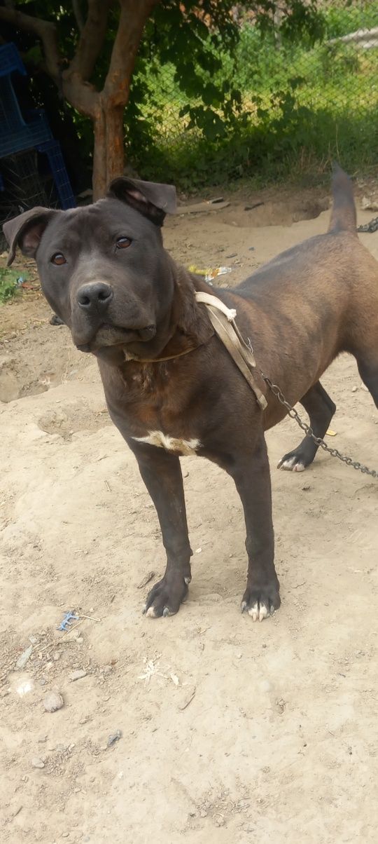 Mascul amstaff 8 luni