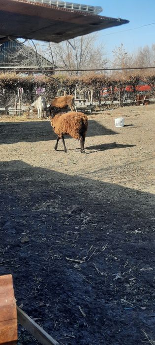 Продам брана кошкар 1 годавалый