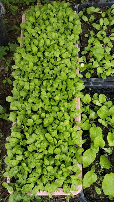 Лопух-кучати ,Саженцы Лопуха.