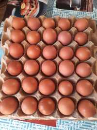Домашнее яйцо 550