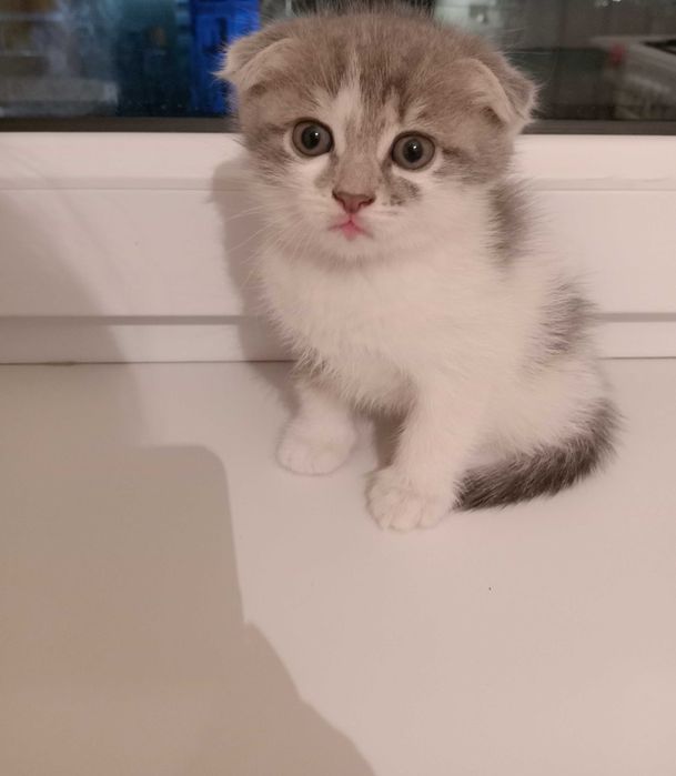 Продам вислоухова британского котёнка