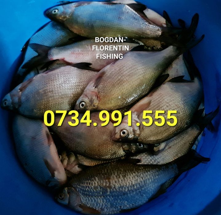 Peste Proaspat Salbatic