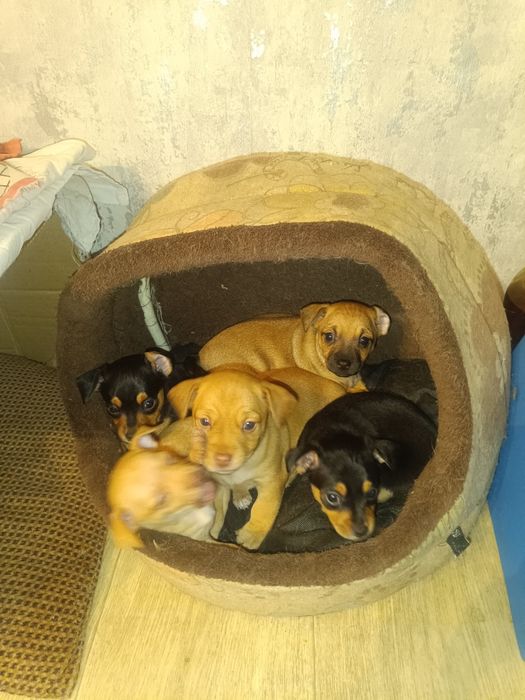 Продам щенков небольшой породы