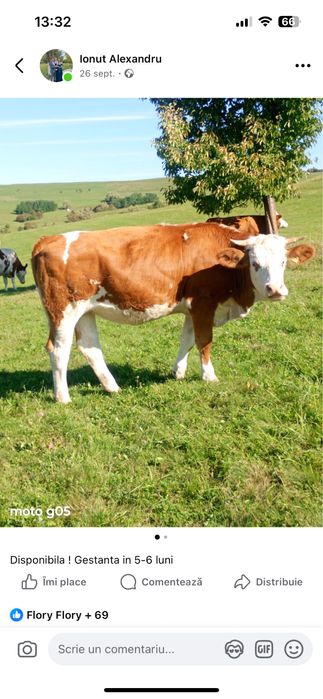 Juninci de vanzare gestnate 7 luni