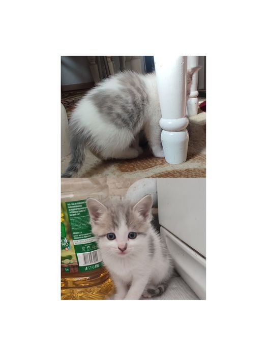 Отдам котенка мальчика