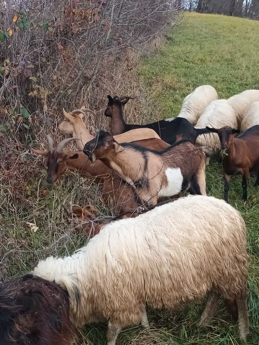 Vand capre bune de rasa și un tap de anul acesta!